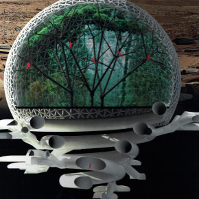 Redwood forest. Alberi del nostro passato e futuro Redwood forest. Alberi del nostro passato e futuro